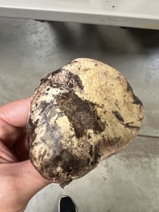 Tylopilus atronicotianus