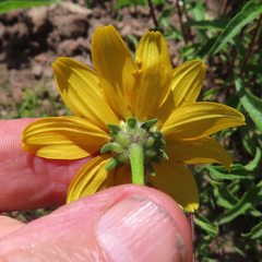 Heliopsis parvifolia