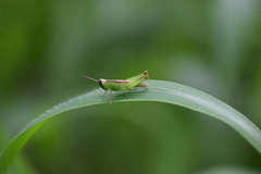 Oxya japonica