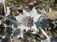 Eryngium maritimum
