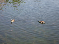 Branta canadensis