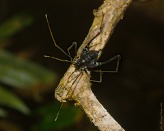 Gonyleptinae