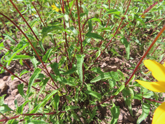 Heliopsis parvifolia