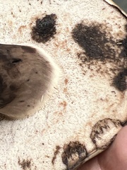 Tylopilus atronicotianus