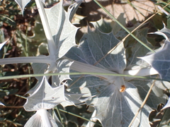 Eryngium maritimum