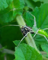 Stegodyphus tibialis