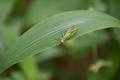 Oxya japonica