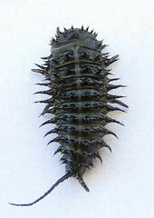 Cypherotylus californicus