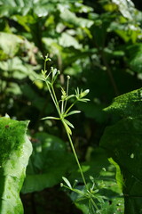 Galium pseudorivale