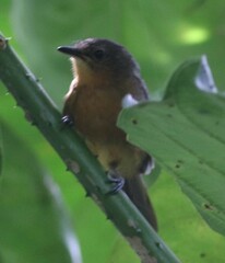 Cercomacroides