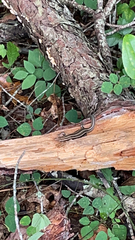 Plestiodon fasciatus