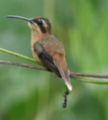 Phaethornis striigularis