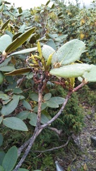 Rhododendron wallichii