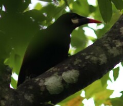 Psarocolius montezuma