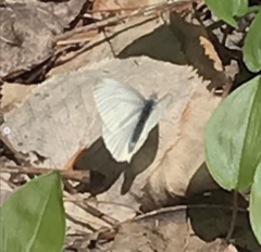 Pieris virginiensis