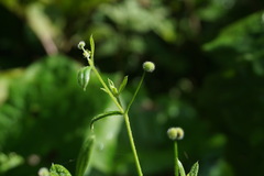 Galium pseudorivale