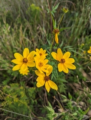 Bidens trichosperma