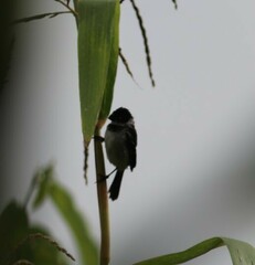 Sporophila morelleti