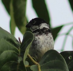 Sporophila morelleti