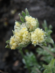 Artemisia glomerata