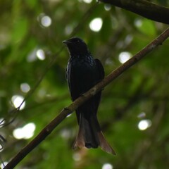 Dicrurus aeneus