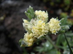 Artemisia glomerata