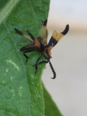 Calopteron