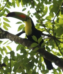 Ramphastos sulfuratus