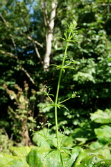 Galium pseudorivale