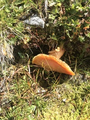 Cuphophyllus pratensis