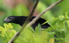 Crotophaga sulcirostris