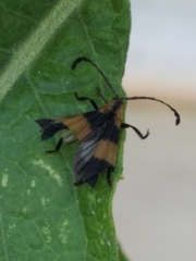 Calopteron