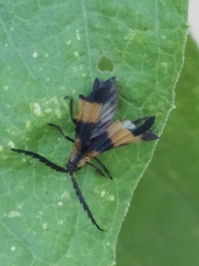 Calopteron