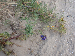 Anchusa officinalis