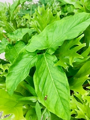 Syngonium podophyllum