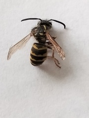 Vespula vulgaris