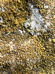 Xanthocarpia feracissima