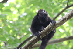Alouatta pigra