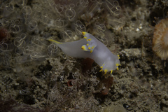 Polycera kernowensis