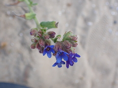 Anchusa officinalis