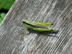 Paroxya