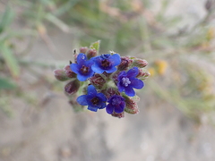 Anchusa officinalis