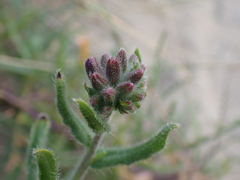 Anchusa officinalis