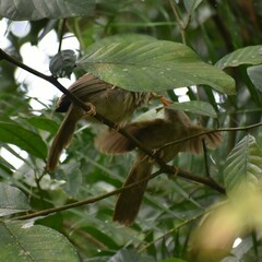 Argya striata