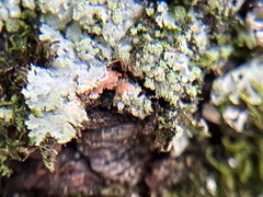 Phaeophyscia rubropulchra