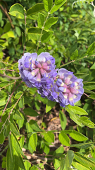 Wisteria frutescens