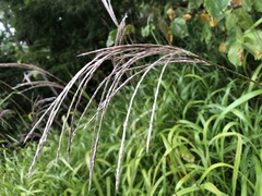 Miscanthus