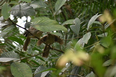 Argya striata