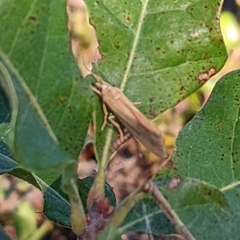 Virbia aurantiaca