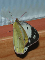 Colias poliographus